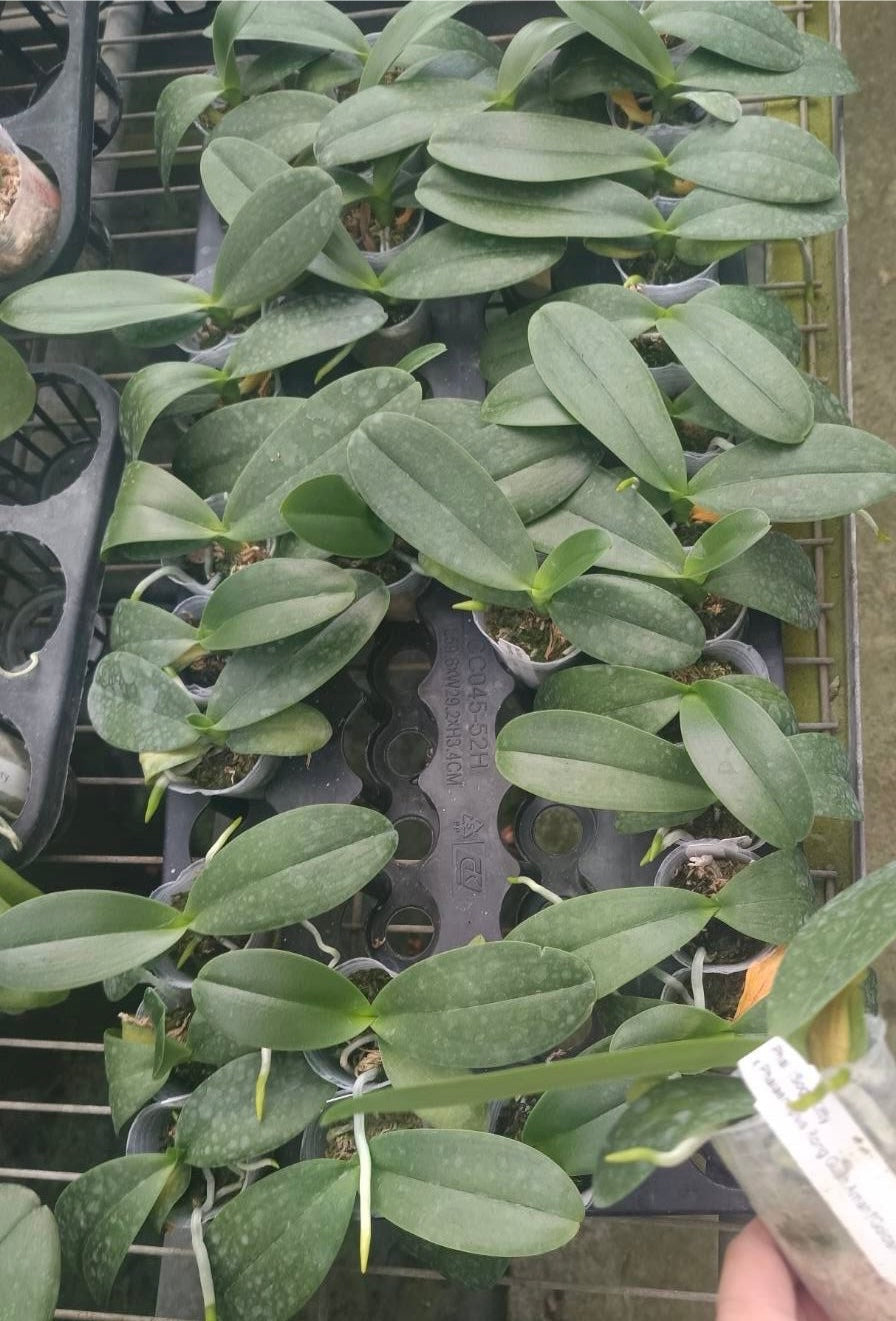 Phalaenopsis (Sogo Kitty X Rong Guan Amah) ‘Golden Cloud’