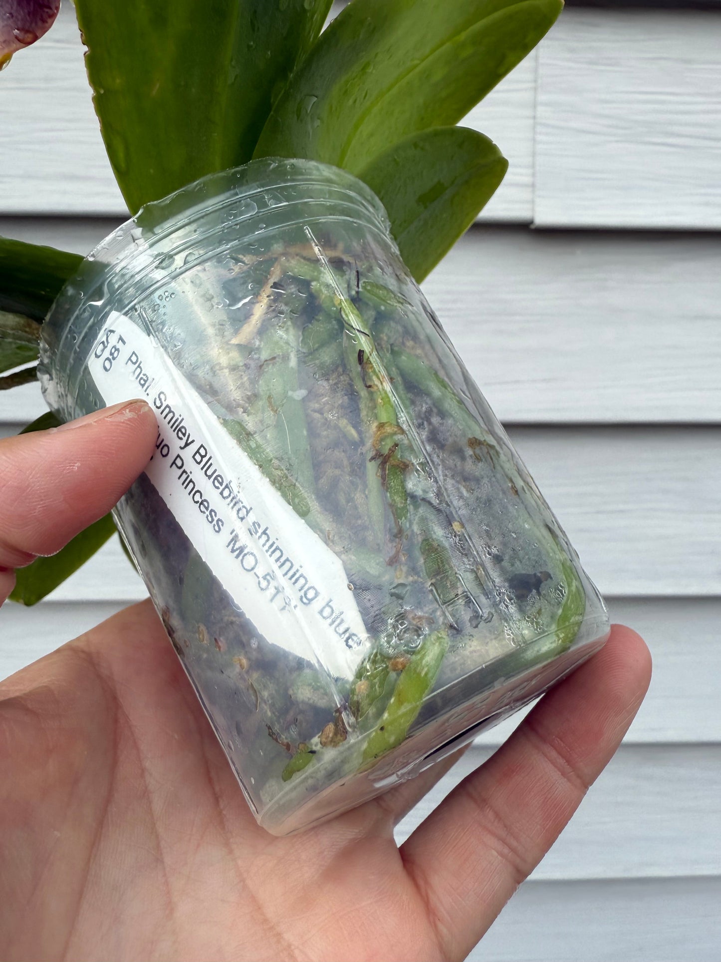 QA081-Phal. Smiley Bluebird x Phal .Mituo Princess 'Blue Jewel'