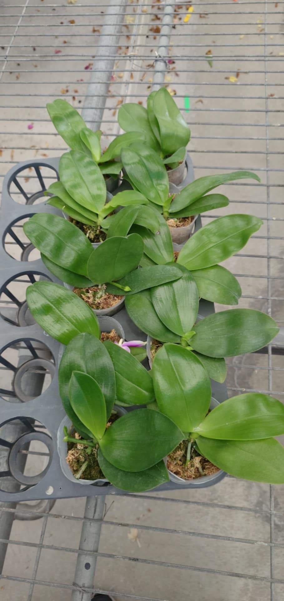 Phal. violacea indigo ‘alba’ x Phal. bellina ‘pink’
