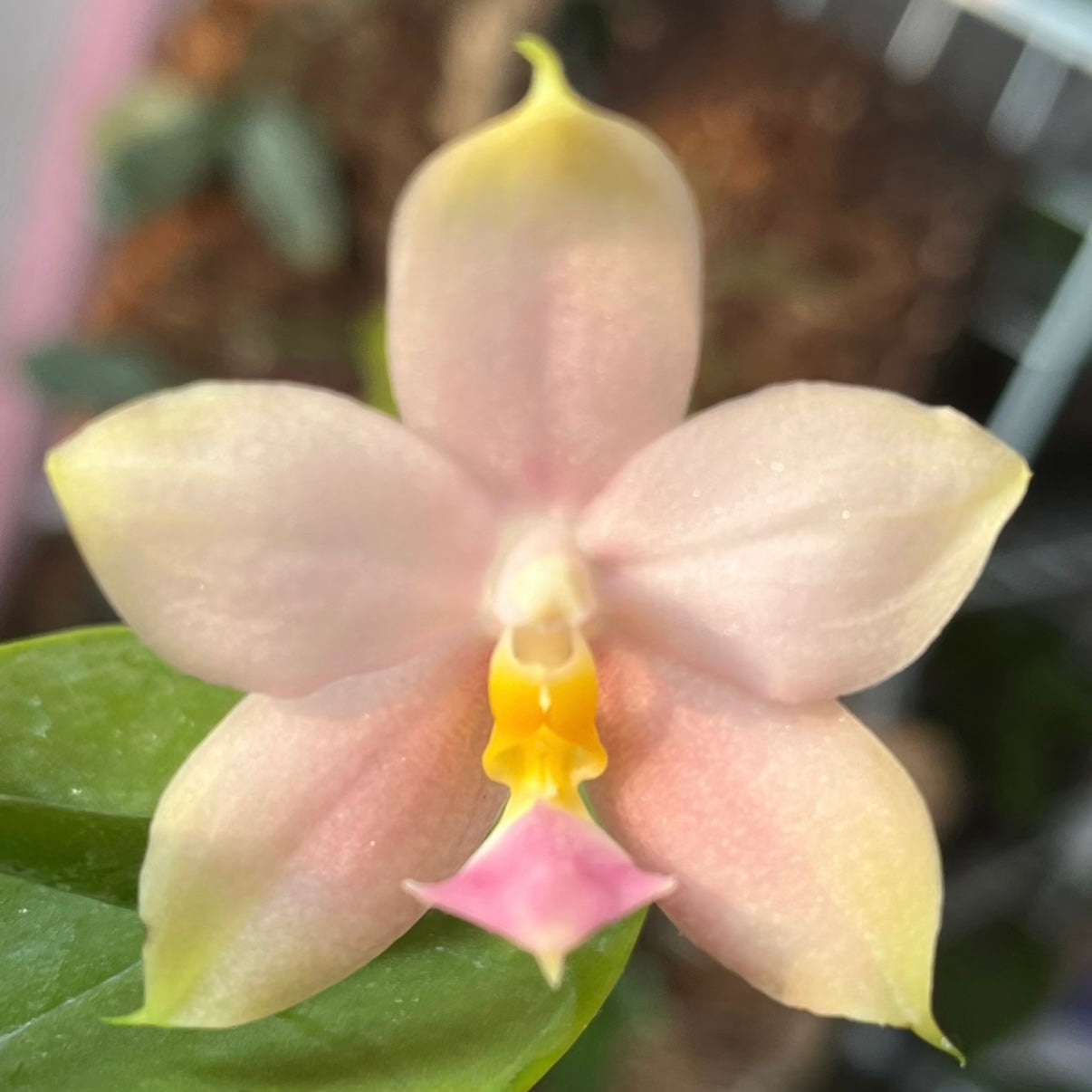 Phal. KS Samera x Lee Wai Queen orchid with delicate pastel pink petals and a yellow lip. A rare fragrant Phalaenopsis hybrid for collectors.
