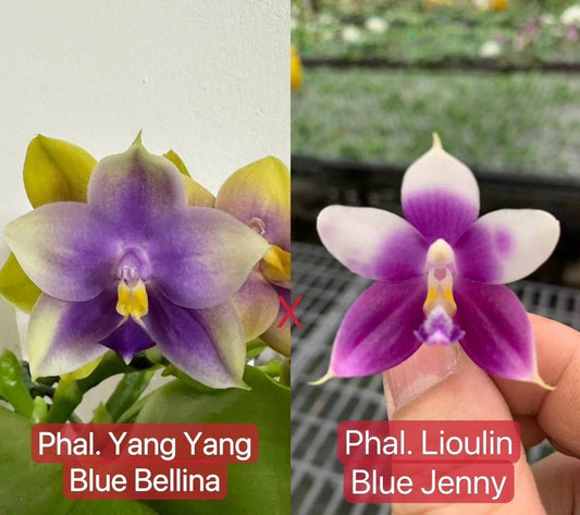 Phal. Yangyang Blue Bellina orchid with vibrant purple petals and a yellow-green base, showcasing its unique and fragrant blooms.