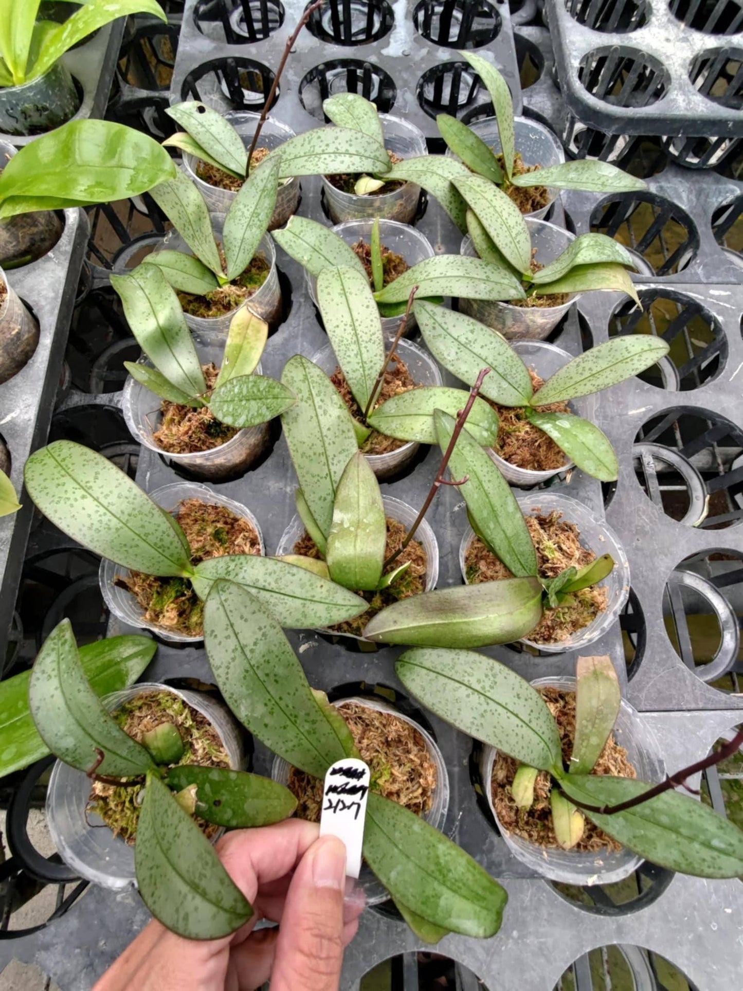 Young Phal. Sakura Rain Orchid plants in 2.5-inch pots with speckled green leaves, grown in moss medium, ready for indoor or outdoor planting.