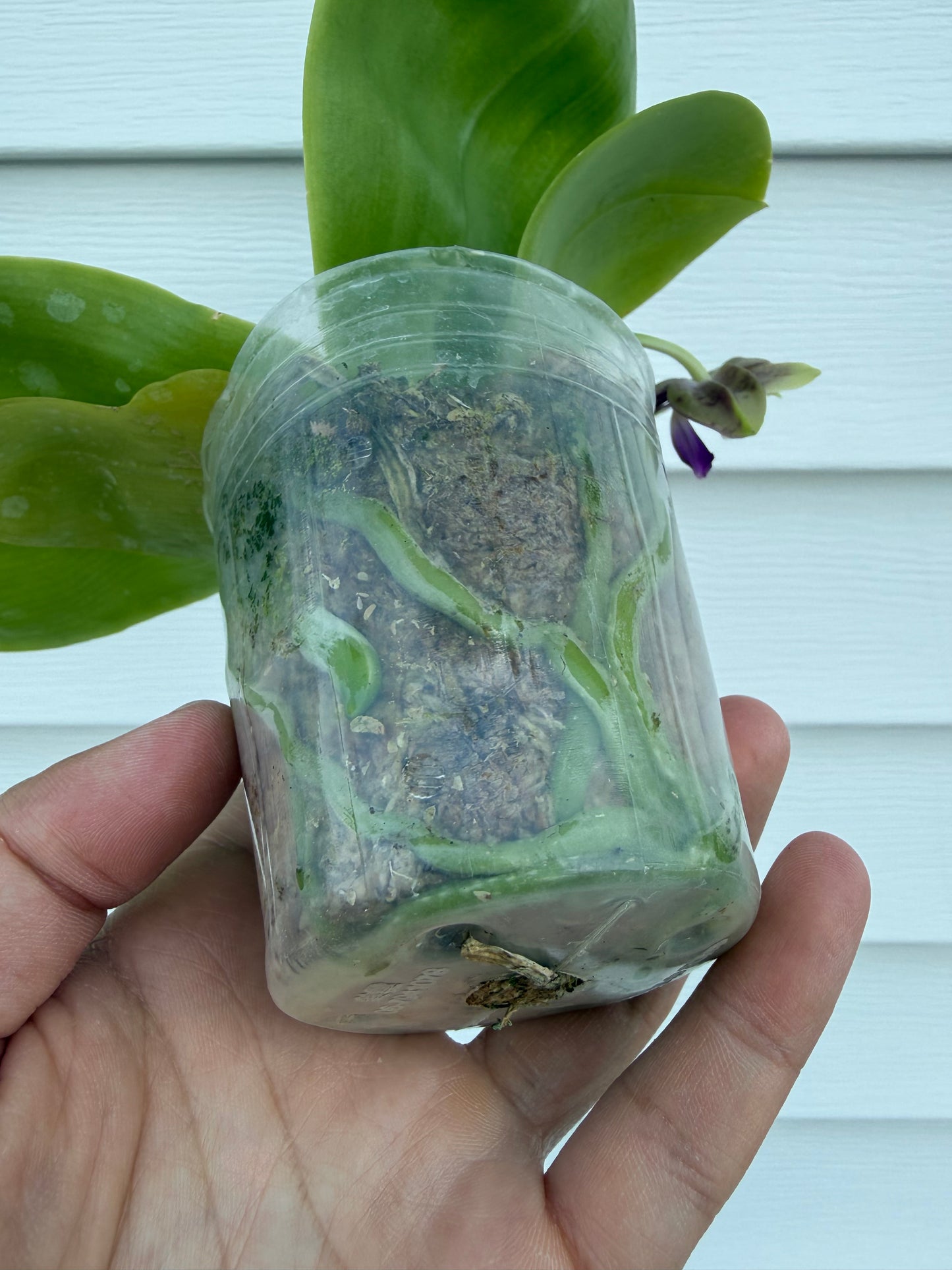 Phalaenopsis Freya’s Blue Hawaii