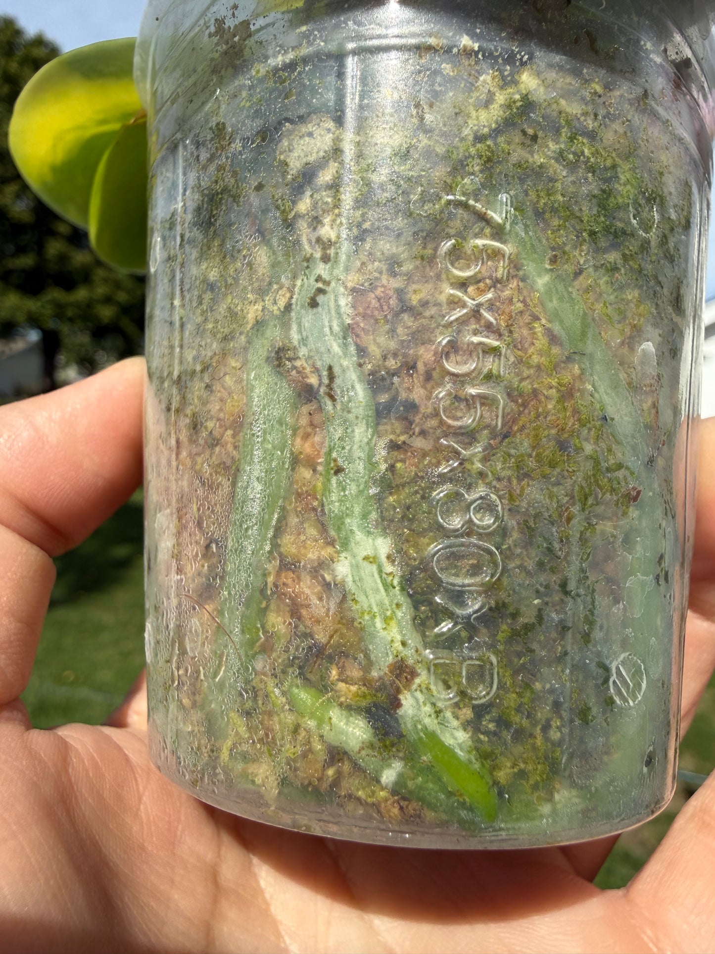 BKH2256 Variegated