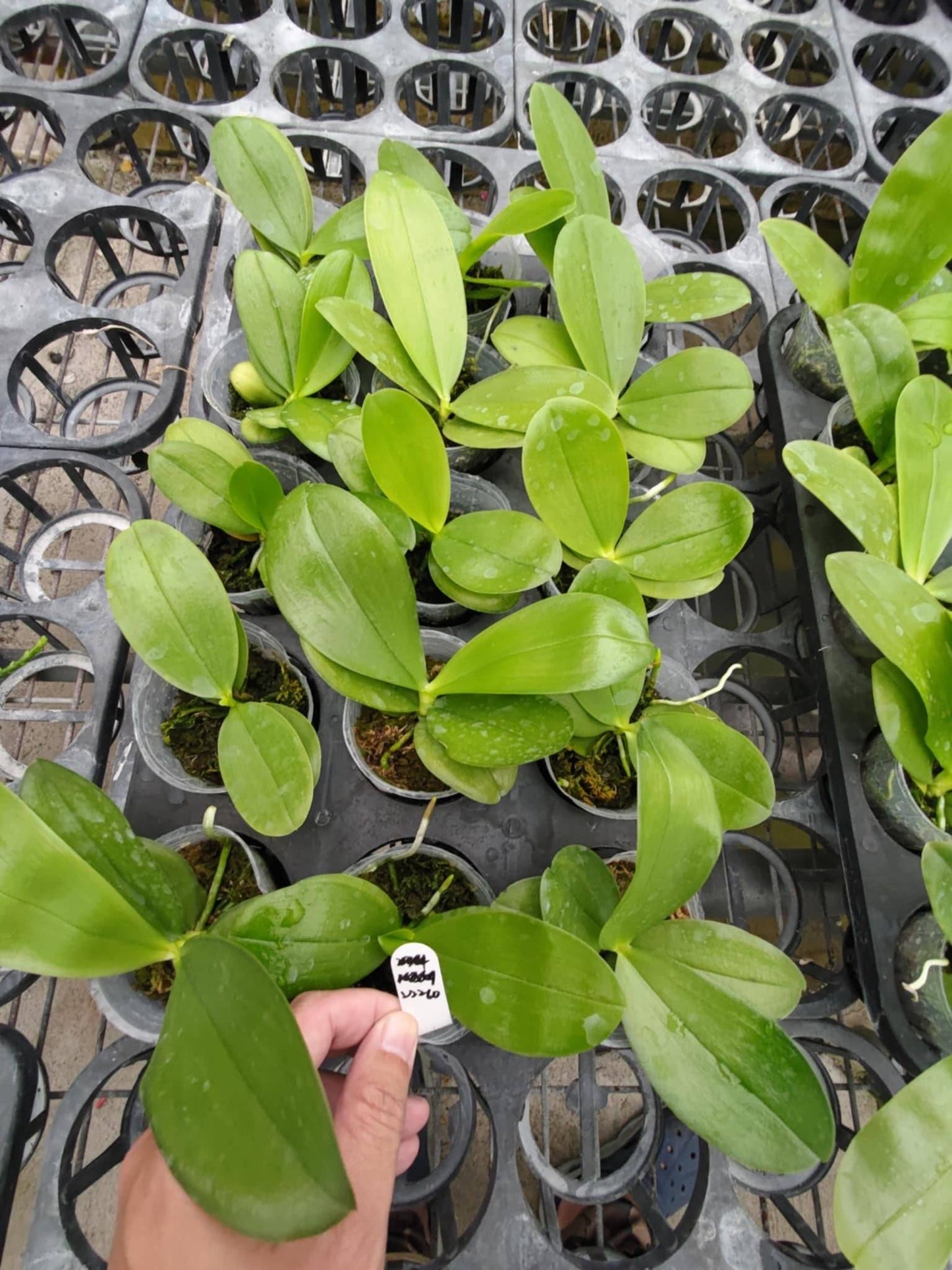 Healthy Phalaenopsis seedlings of the P. Mituo Purple Dragon 'Phalanx' x P. Mituo Blue Bear hybrid growing in small pots. Ideal for orchid enthusiasts seeking unique fragrant blooms.