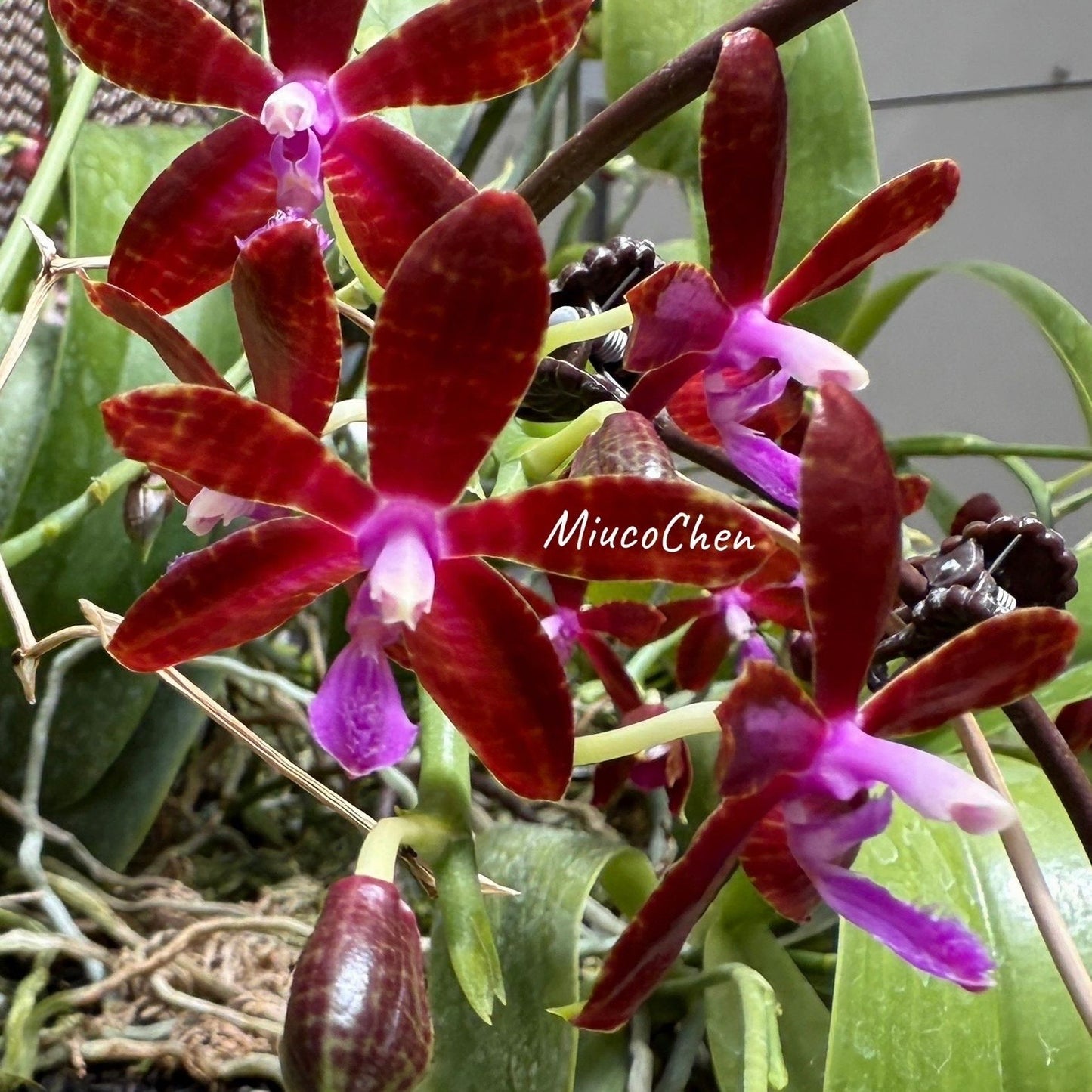 Phalaenopsis bastianii