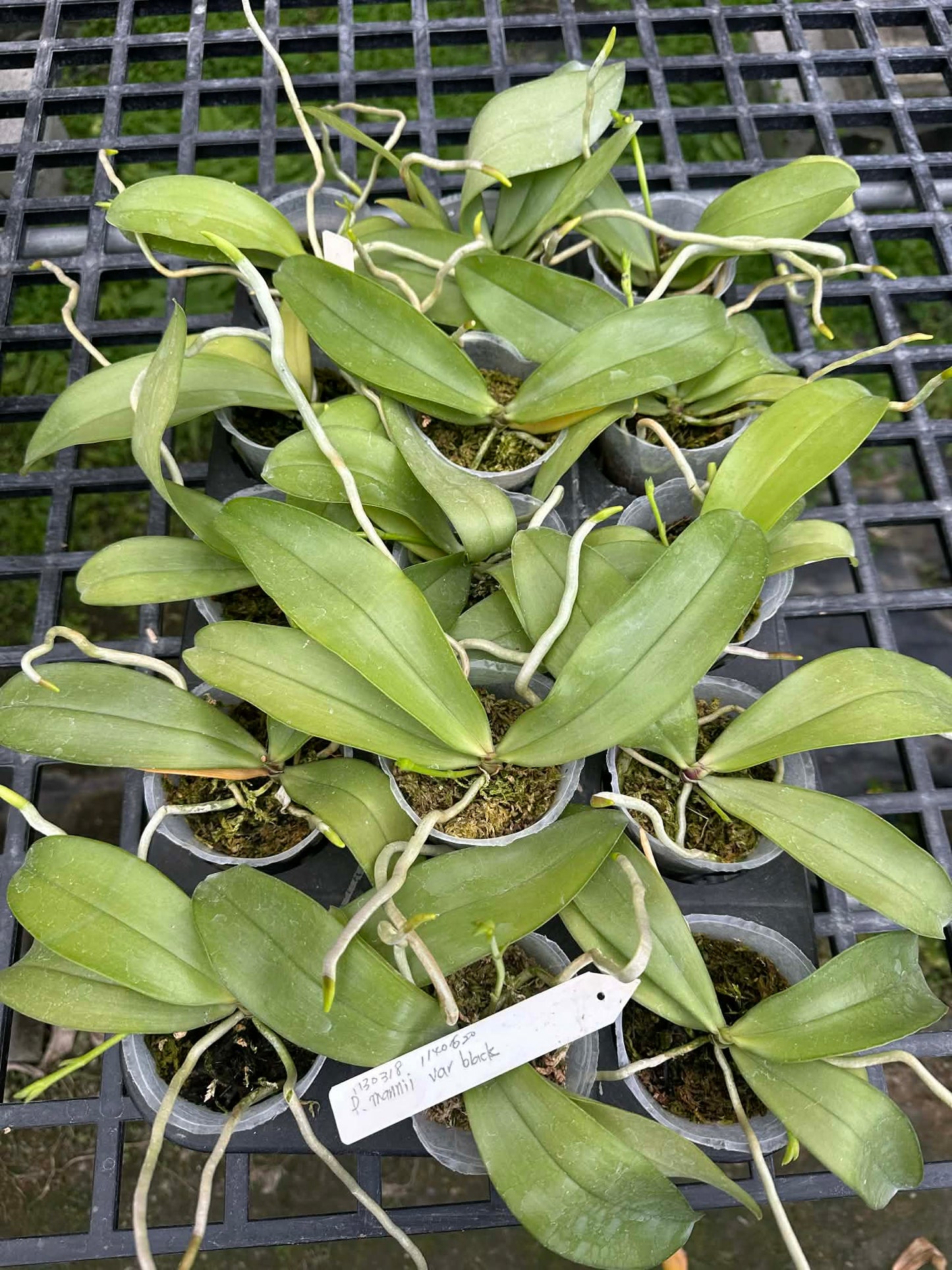 Phalaenopsis mannii black x sib