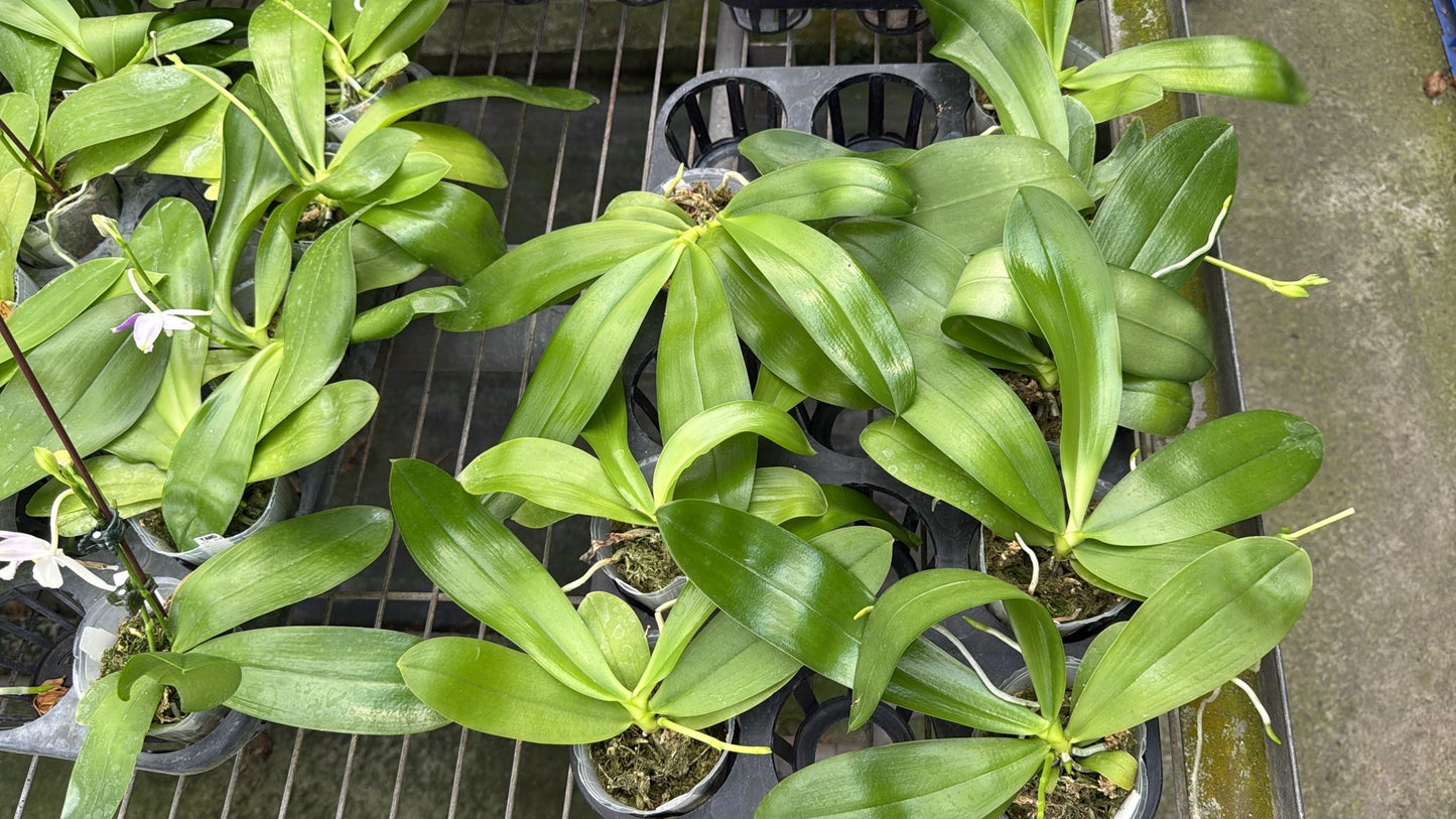 Phal. Penang Jewel x Phal. LL Blue Jenny