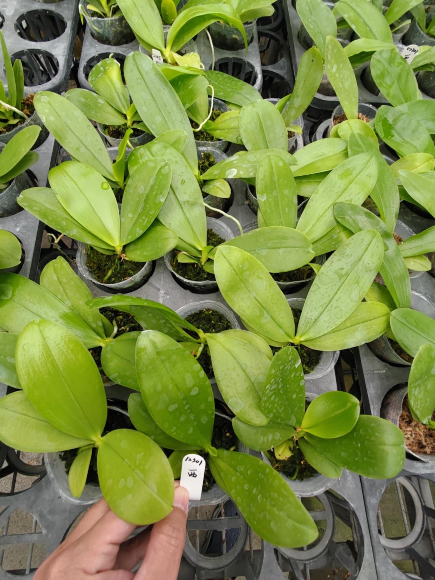 Healthy Phalaenopsis Freya Orchid seedlings in nursery trays, ready for planting. Perfect for collectors seeking unique, fragrant orchid varieties.