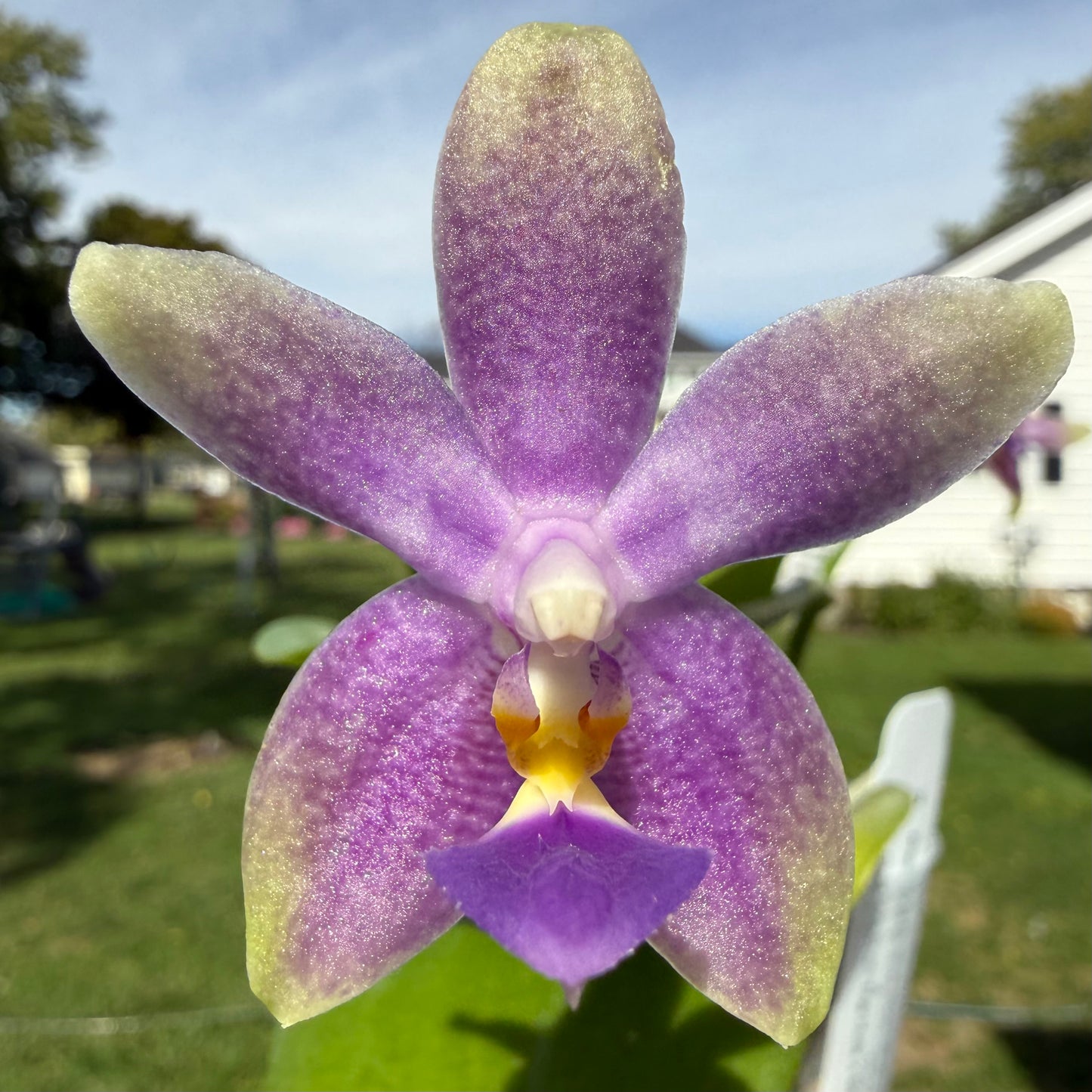 CA628 - Phal. Micaels Blue Rock X Phal. (Yaphon The Hulk X Bellina)