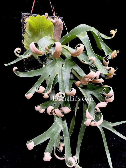 Platycerium Foong Siqi pup