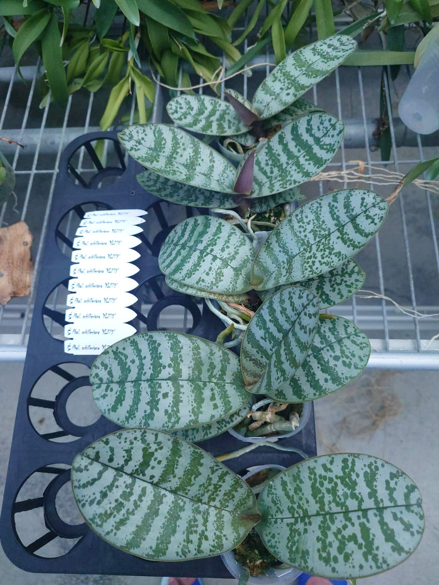 Phalaenopsis schilleriana ‘YL275’