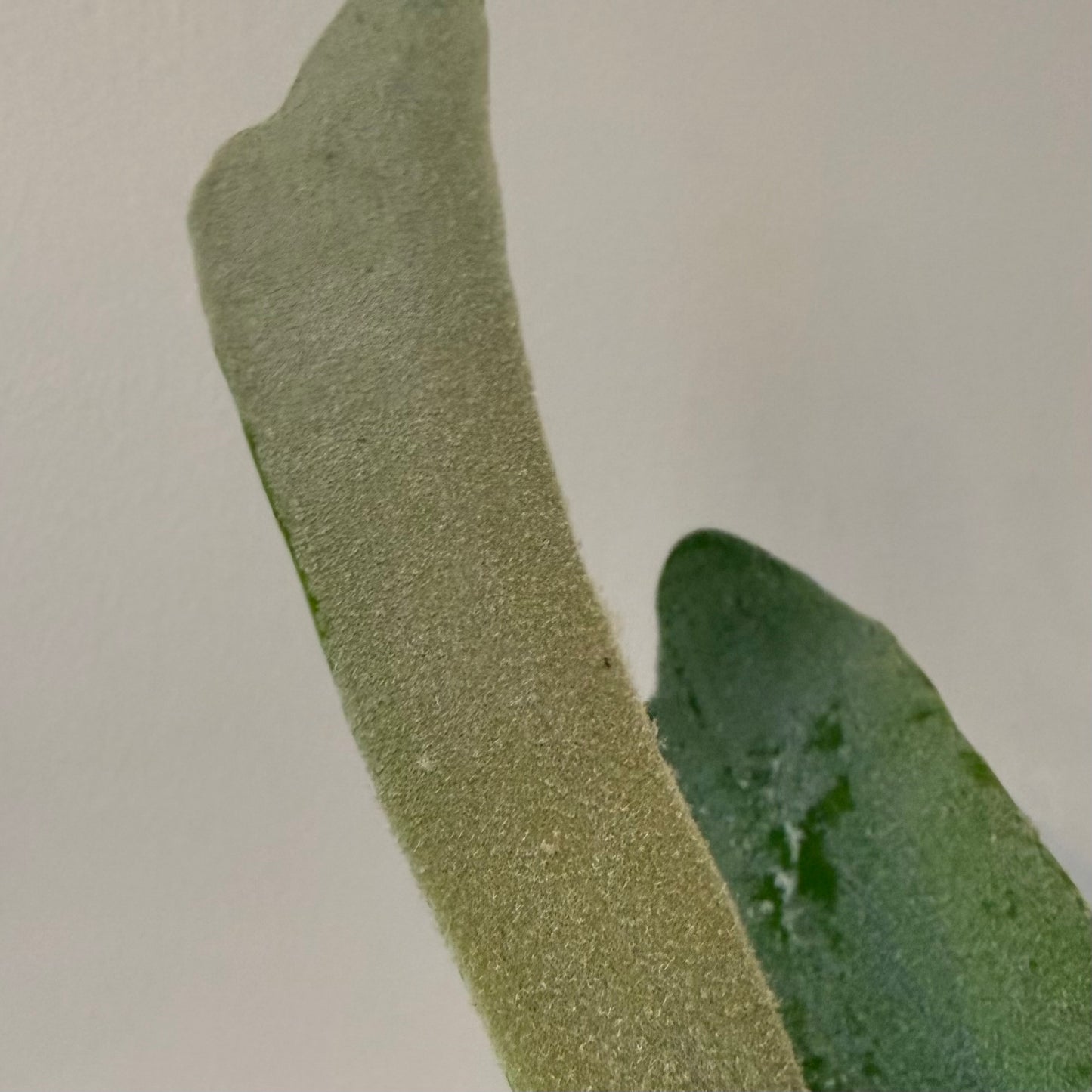 Platycerium Willinckii Bogor x Lemoinei spore