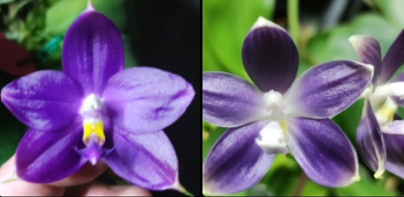 BKH2334 - Phal. (Jennifer Palermo X Chien Lung Red King) 'BK#2' x Phal. tetraspis fma. coerulea