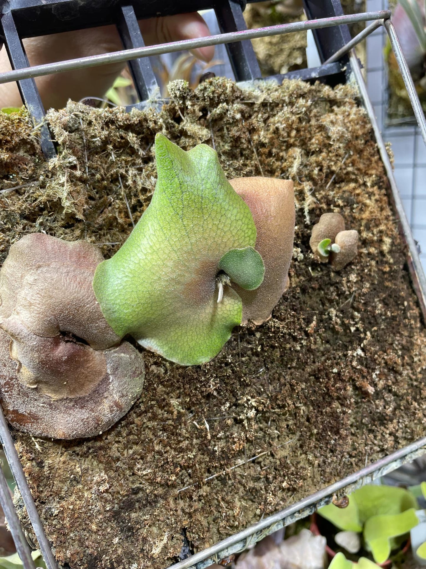 Close-up of P. Willinckii Blue Queen dwarf select shield fronds on moss mount, highlighting early growth stage and textured green surface.