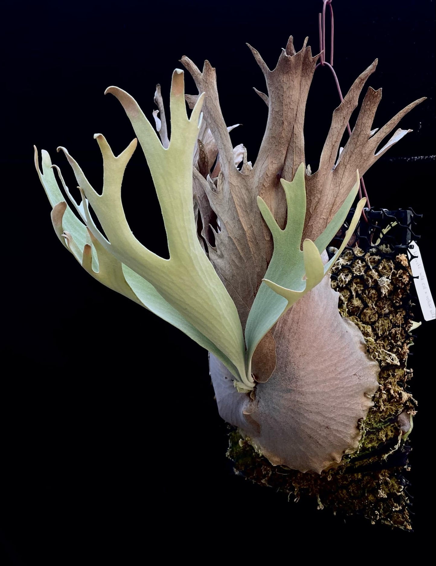 Platycerium Wild Cat X P. veitchii wild pup