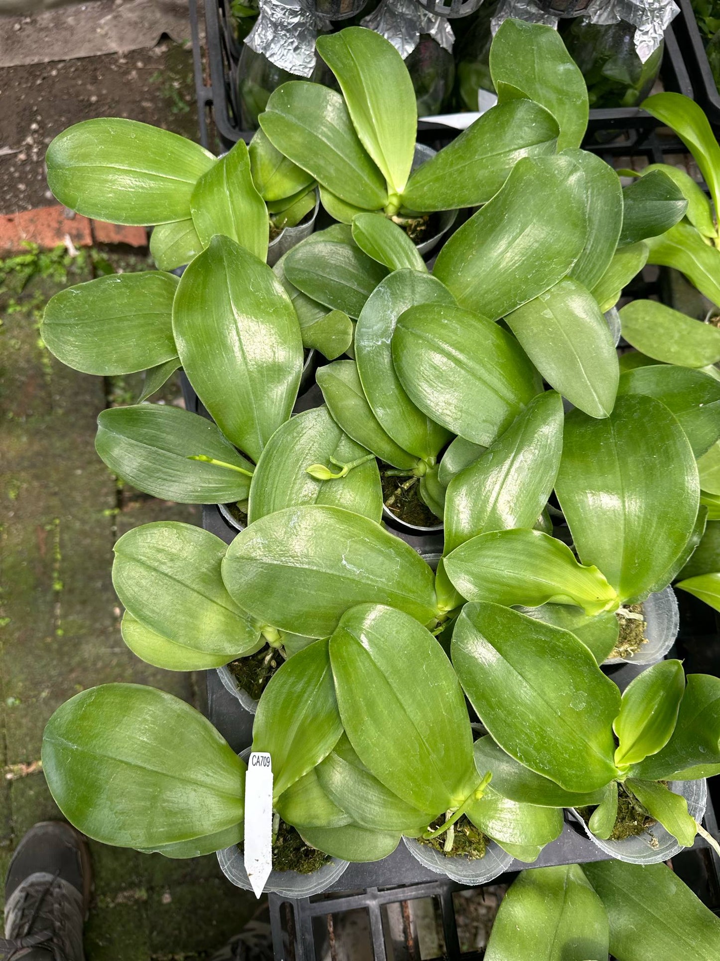 Phalaenopsis (Ludde-Violates 'Deep Blue' x Germaine Vincent 'Blue Jade')
