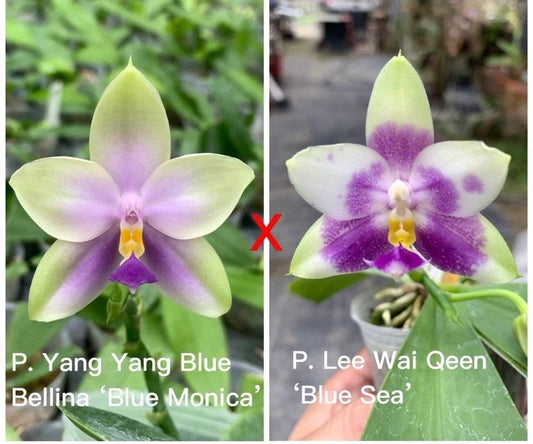 Parent orchids of Phal. Yang Yang Blue Bellina x Phal. Lee Wai Queen hybrid, showcasing their unique purple and white blooms.