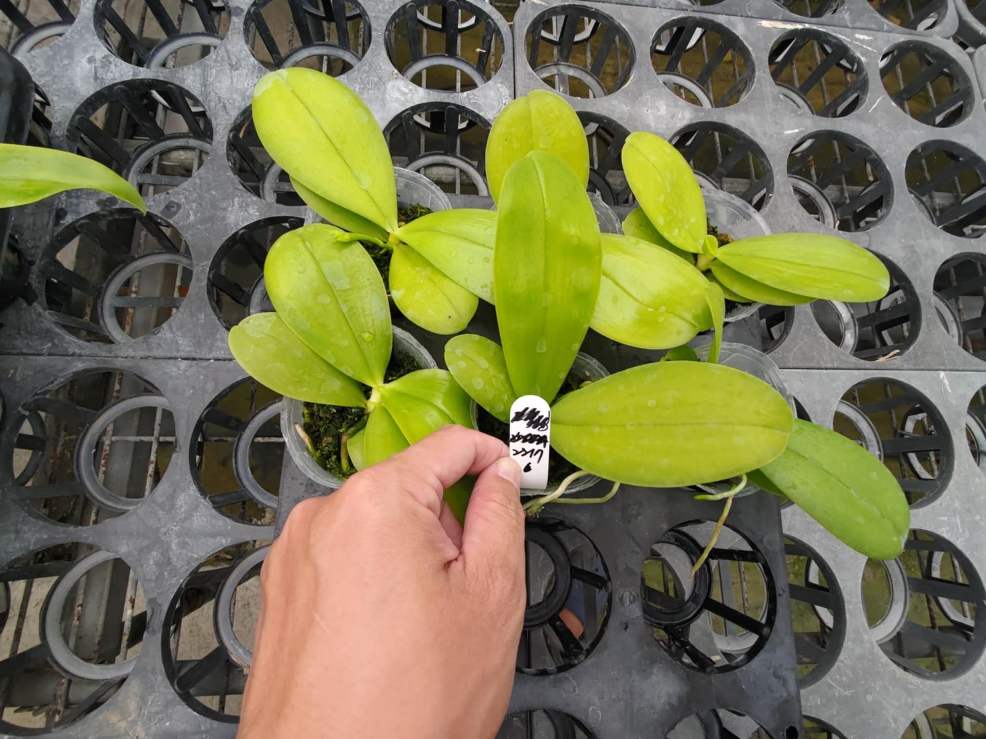 Young Freya Orchid Sapphire Phalaenopsis plants in a nursery tray. Healthy green leaves indicate strong growth for this exclusive fragrant orchid.