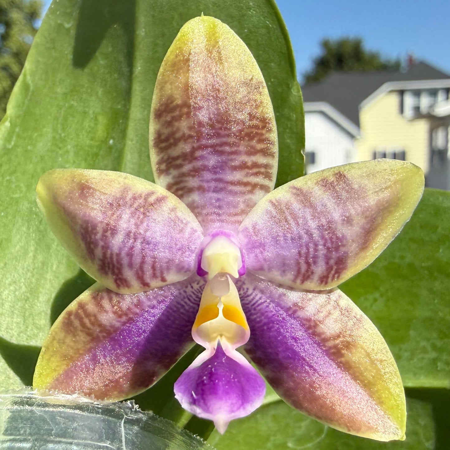 QA115-Phal. Mainshow Magic x Phal. KS Blue Ludde 303