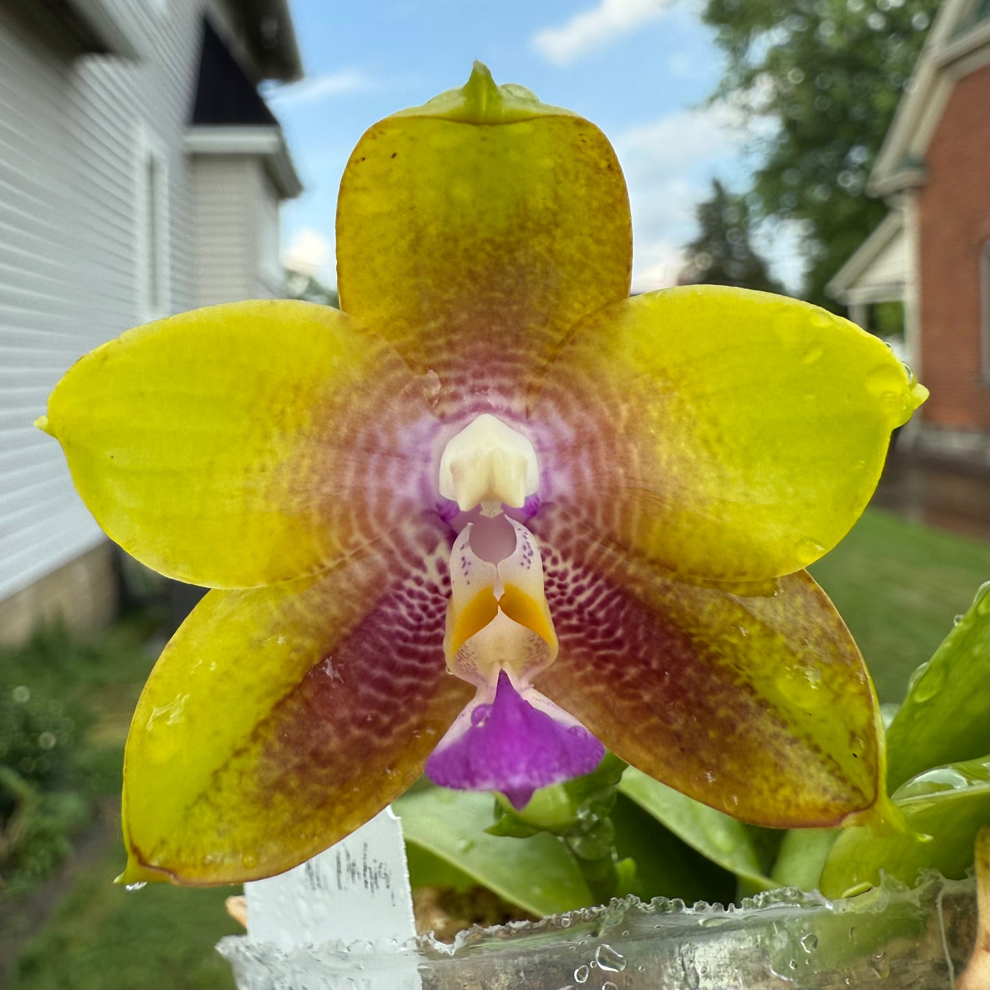 QA081-Phal. Smiley Bluebird x Phal .Mituo Princess 'Blue Jewel'