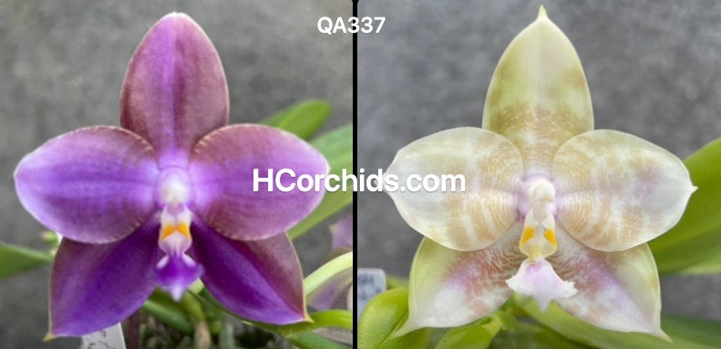 Flask - Phalaenopsis Mainshow Mermaid Princess
