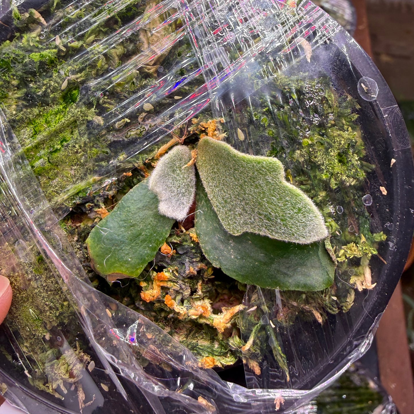 Healthy Platycerium Willinckii Mew Spore ‘Dwarf Select’ with velvety foliage in a moss substrate, ideal for rare plant hobbyists and indoor gardens.