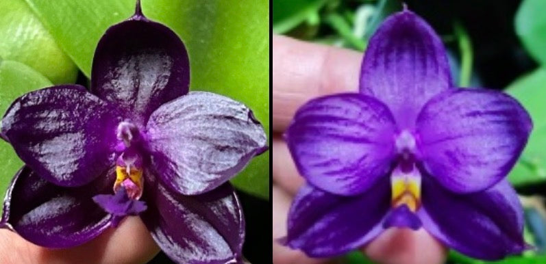 Phalaenopsis (Yaphon Super Jaguar X (Yaphon Super Jaguar X Samera)) "墨圓極品" x Yaphon Blue Bird