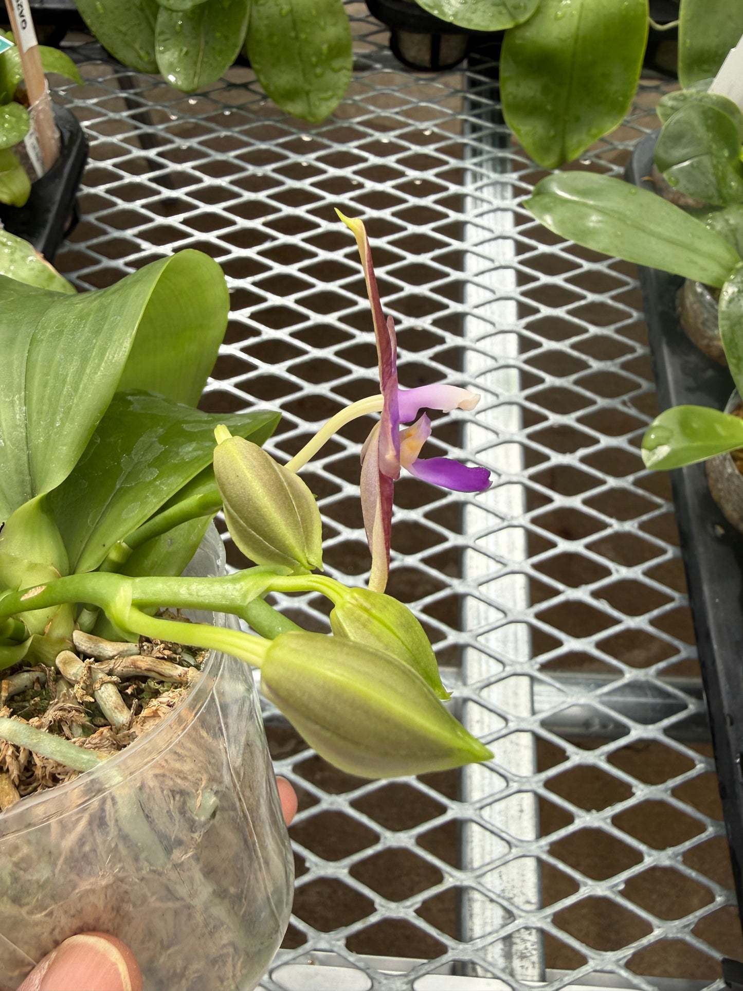 Phalaenopsis (Mainshow Sapphire x KS Blue Ludde)