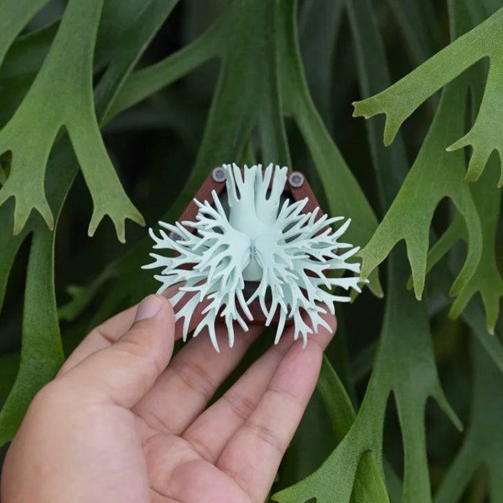 Handcrafted P. Bacteria magnet with a 3D-printed Willinckii design, held against real foliage. Made from PLA and PETG for exclusive home decor.