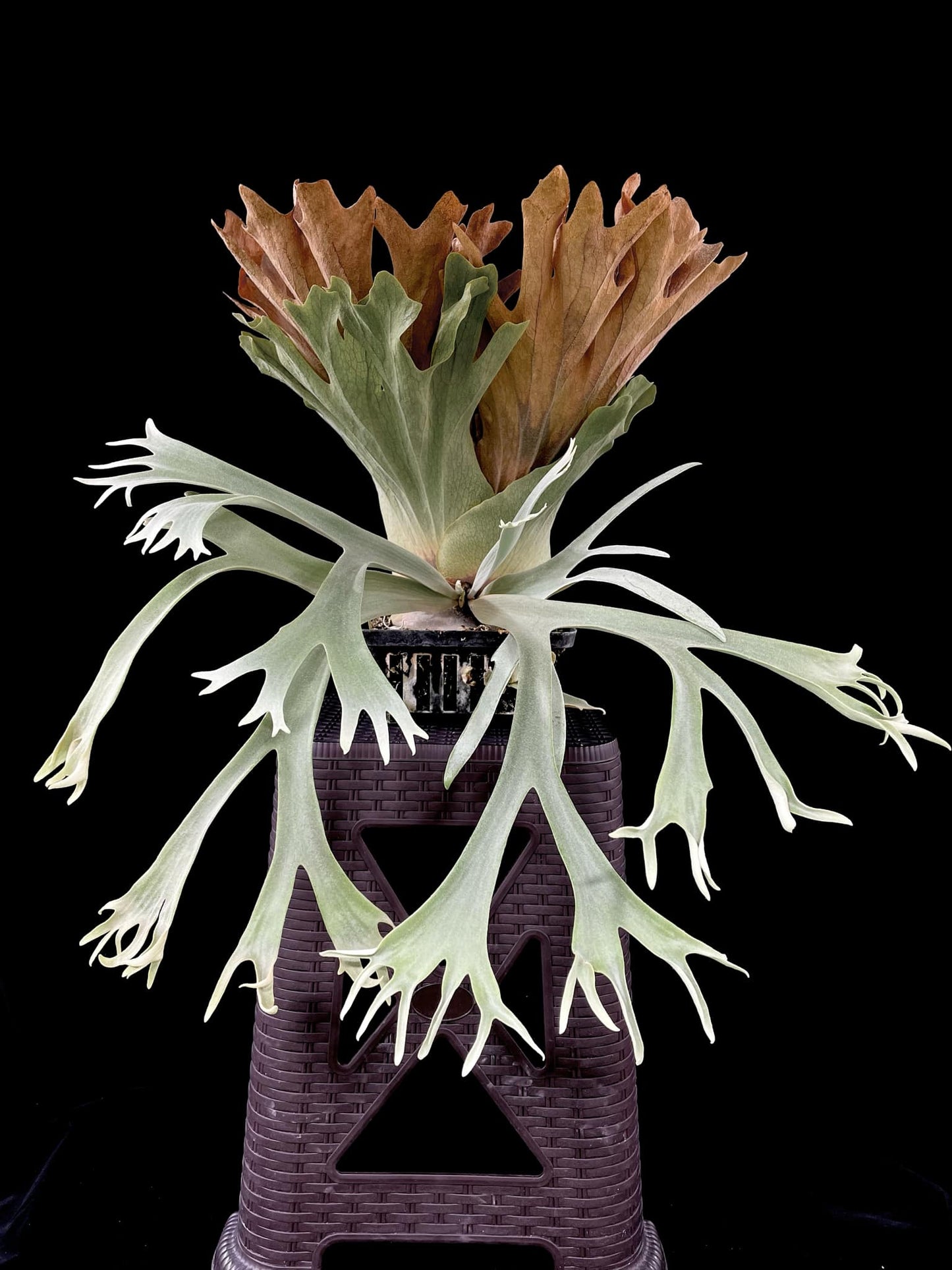 Mature P. Willinckii Dwarf Select Miniature Plant with full shield and fertile fronds, displayed on a stand for home and garden decor appeal.