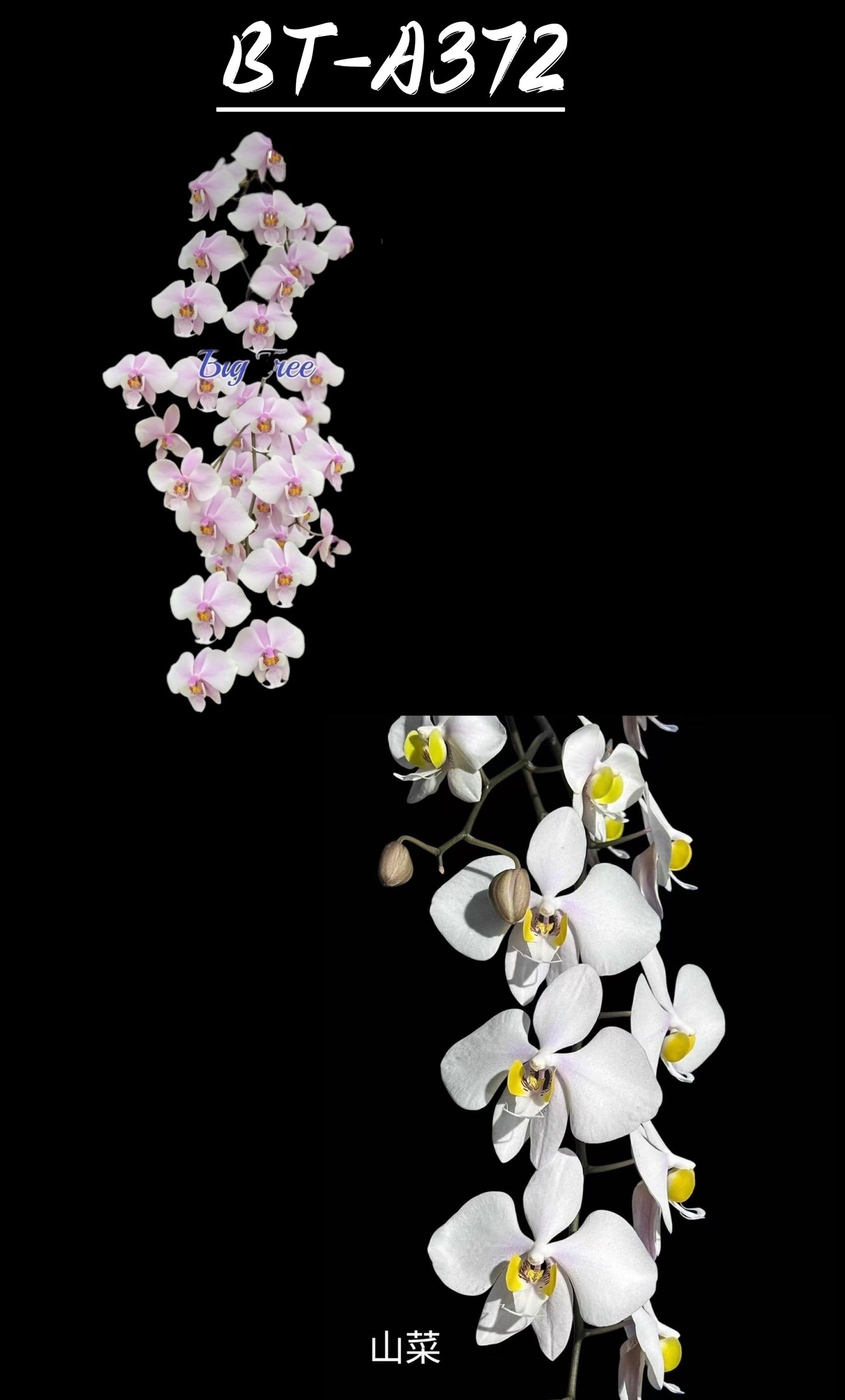 Pink Phalaenopsis orchid with multiple blooms on black background