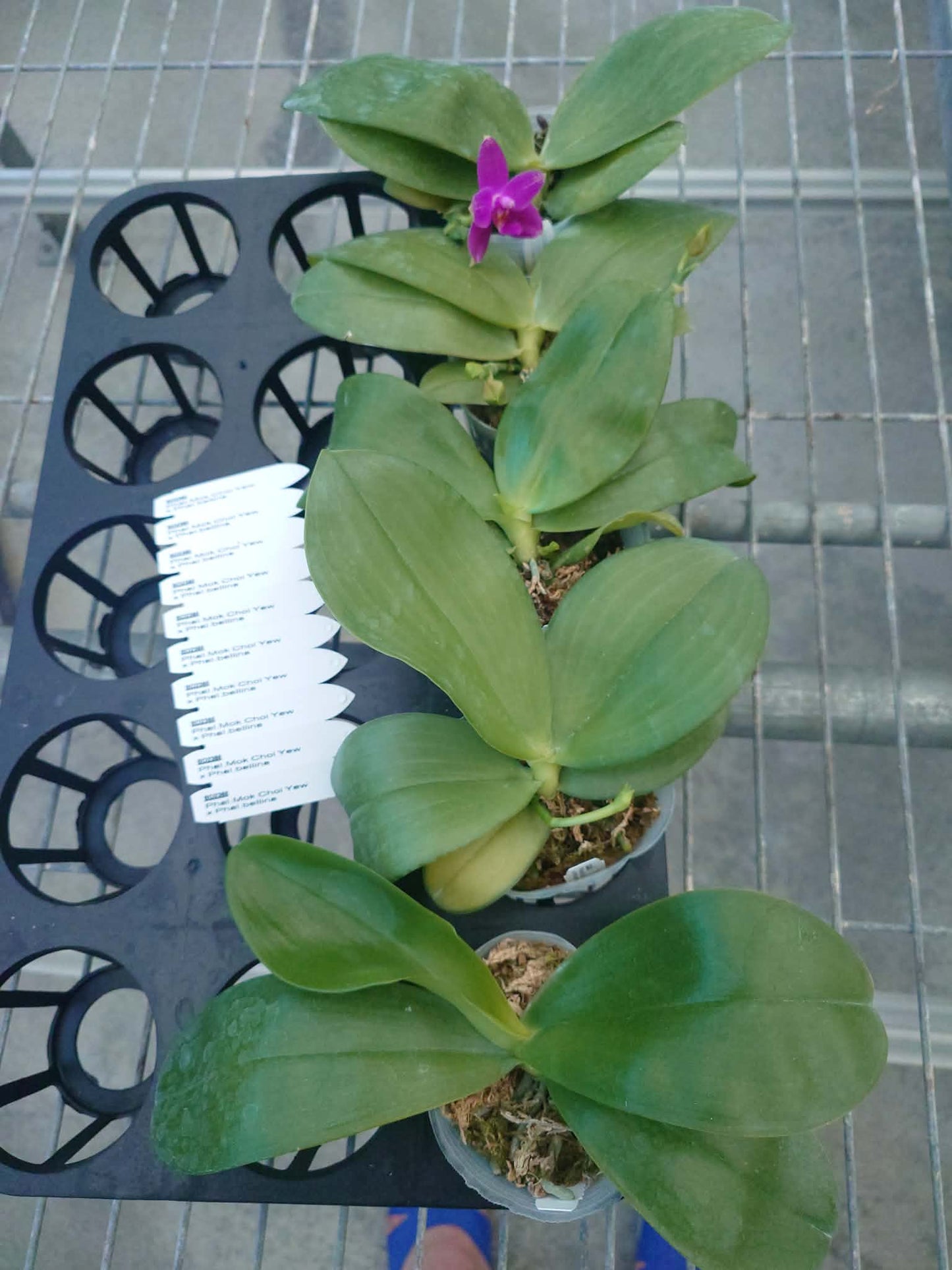 Phalaenopsis (Mok Choi Yew x bellina)
