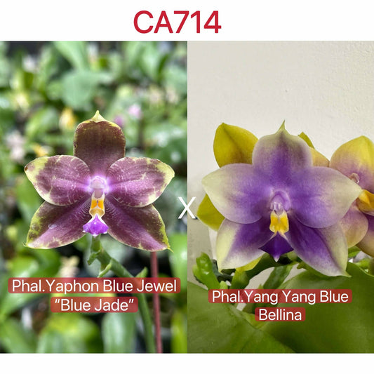 CA714 - Phal. Yaphon Blue Jewel " Blue Jade" x Phal. Yang Yang Blue Bellina