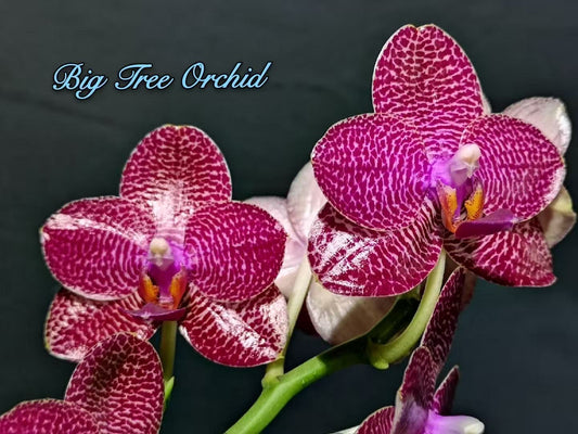 BTM90502 - Phal. Miro Gold Mosla ‘Top Song’