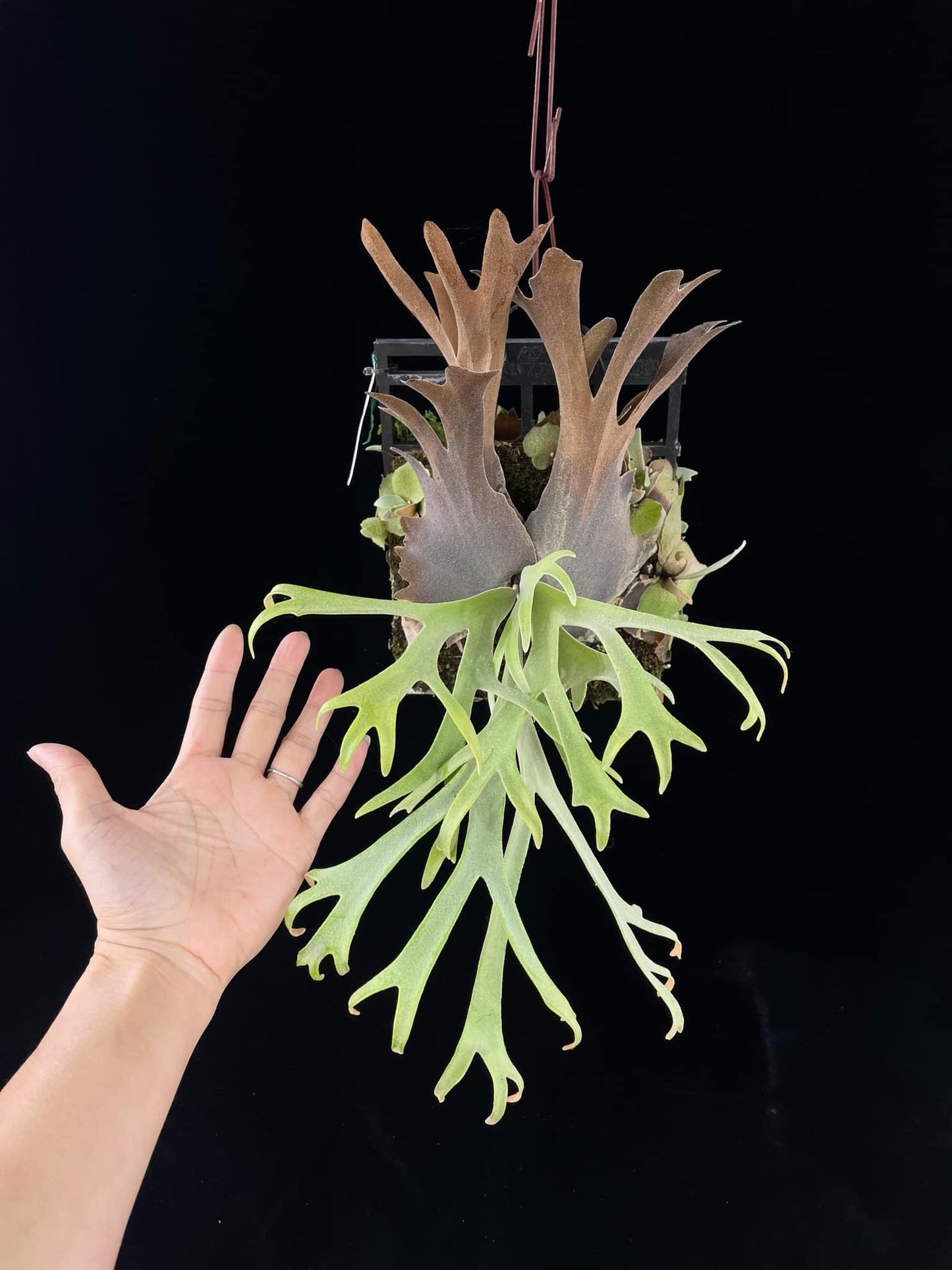 Platycerium Willinckii #37(5.1) spore select