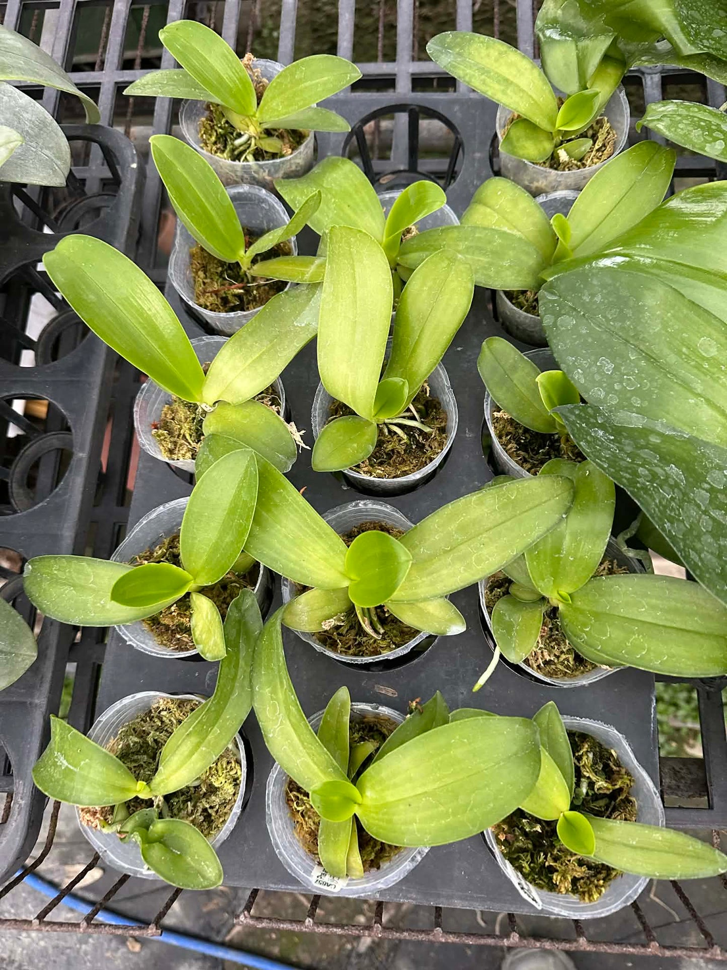 Phalaenopsis lueddemanniana coerulea x sib