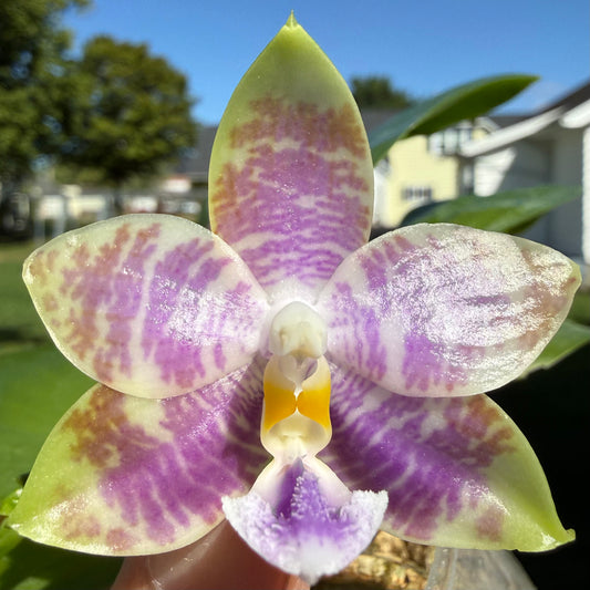 QA108 - Phal. Norman's Blue Jennifer x Phal. Mainshow Magic