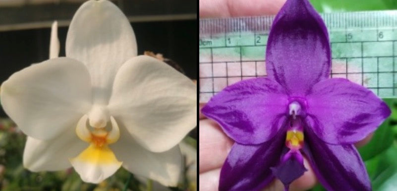 Phalaenopsis (Sogo Yukidian x Youngho Gelb Canary "BK 10cm") x Phal. ((Yaphon Super Jaguar X Samera) X Yaphon Super Jaguar) "紫王"