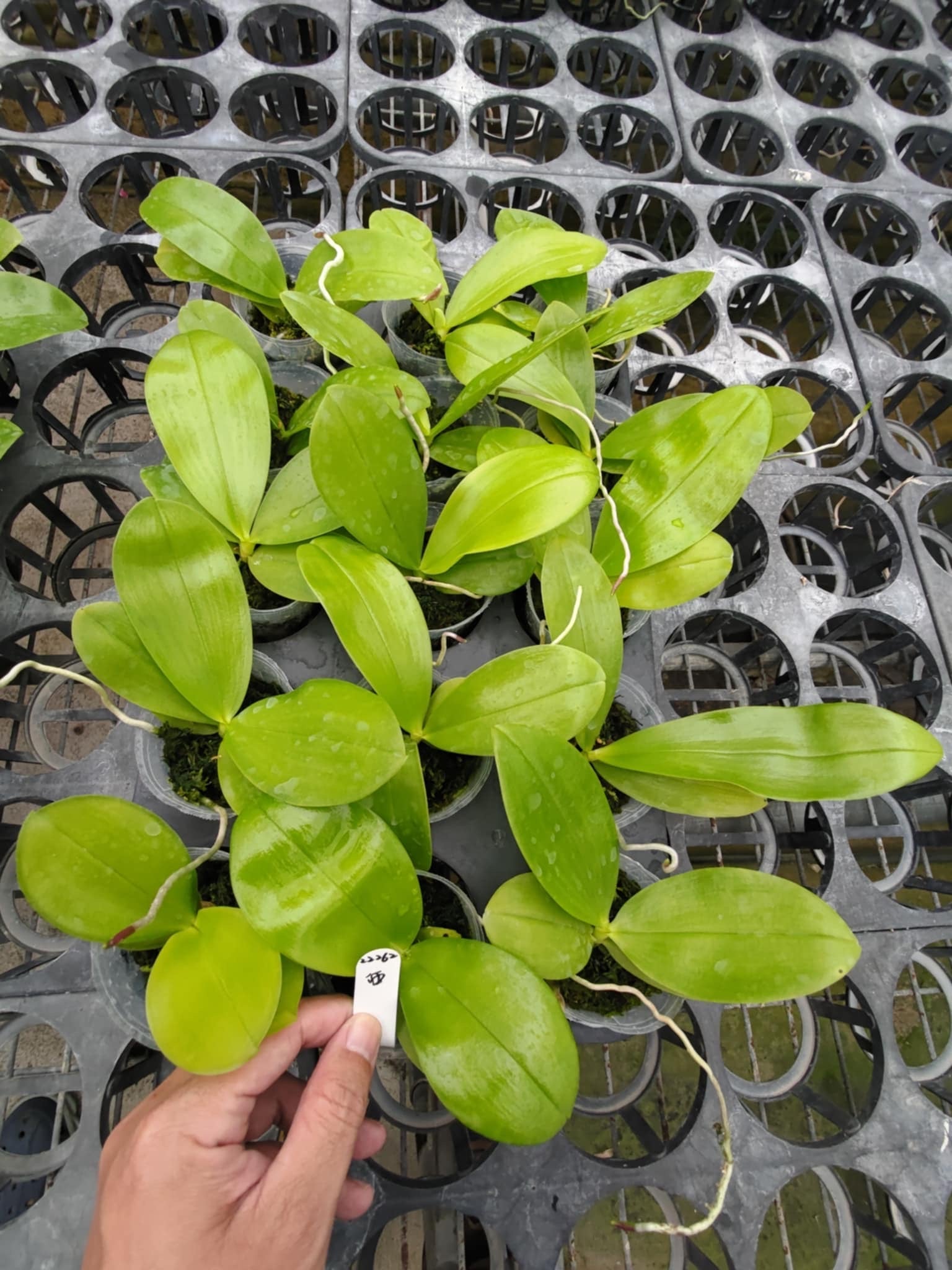 HCorchids
