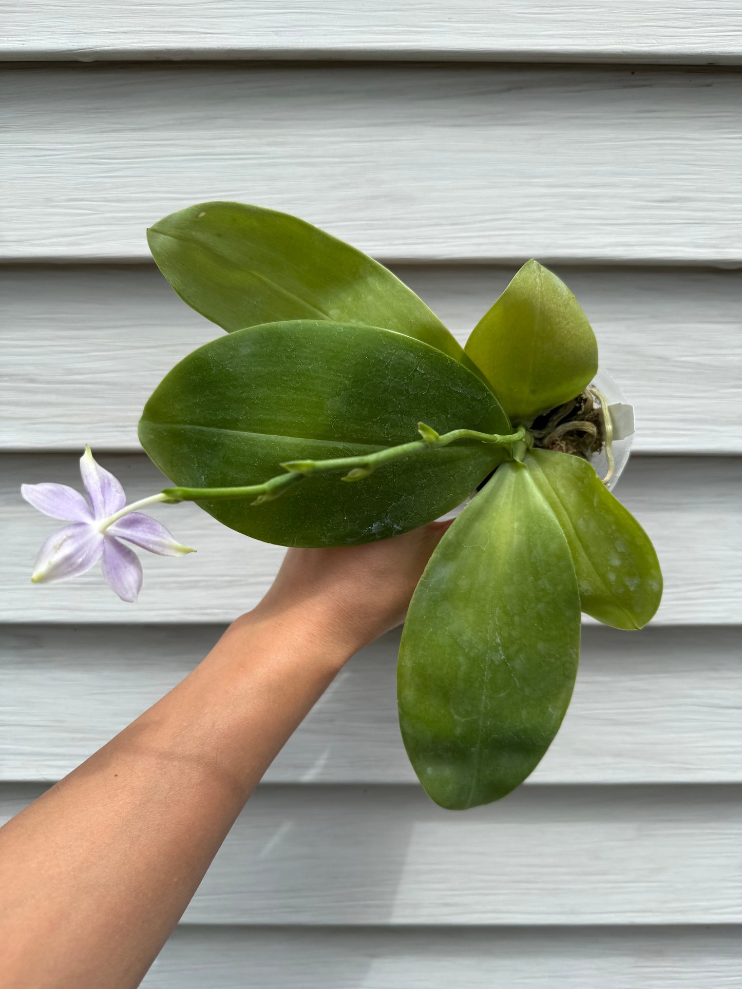 CA583 - Phal. Vinh Long Red Sun "Sapphire" x Phal. Yaphon Blue Jewel "Blue Jade"
