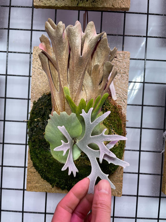 Platycerium Willinckii Yellow Moon spore “Dwarf select” #33