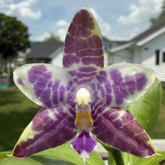 QA121-Phal. Mainshow Blue Wave x Phal. Mainshow Blue Elf