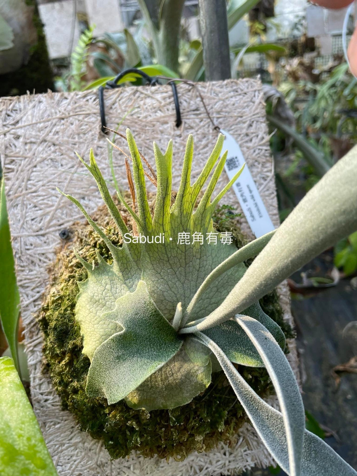 Platycerium Veitchii Wild spore