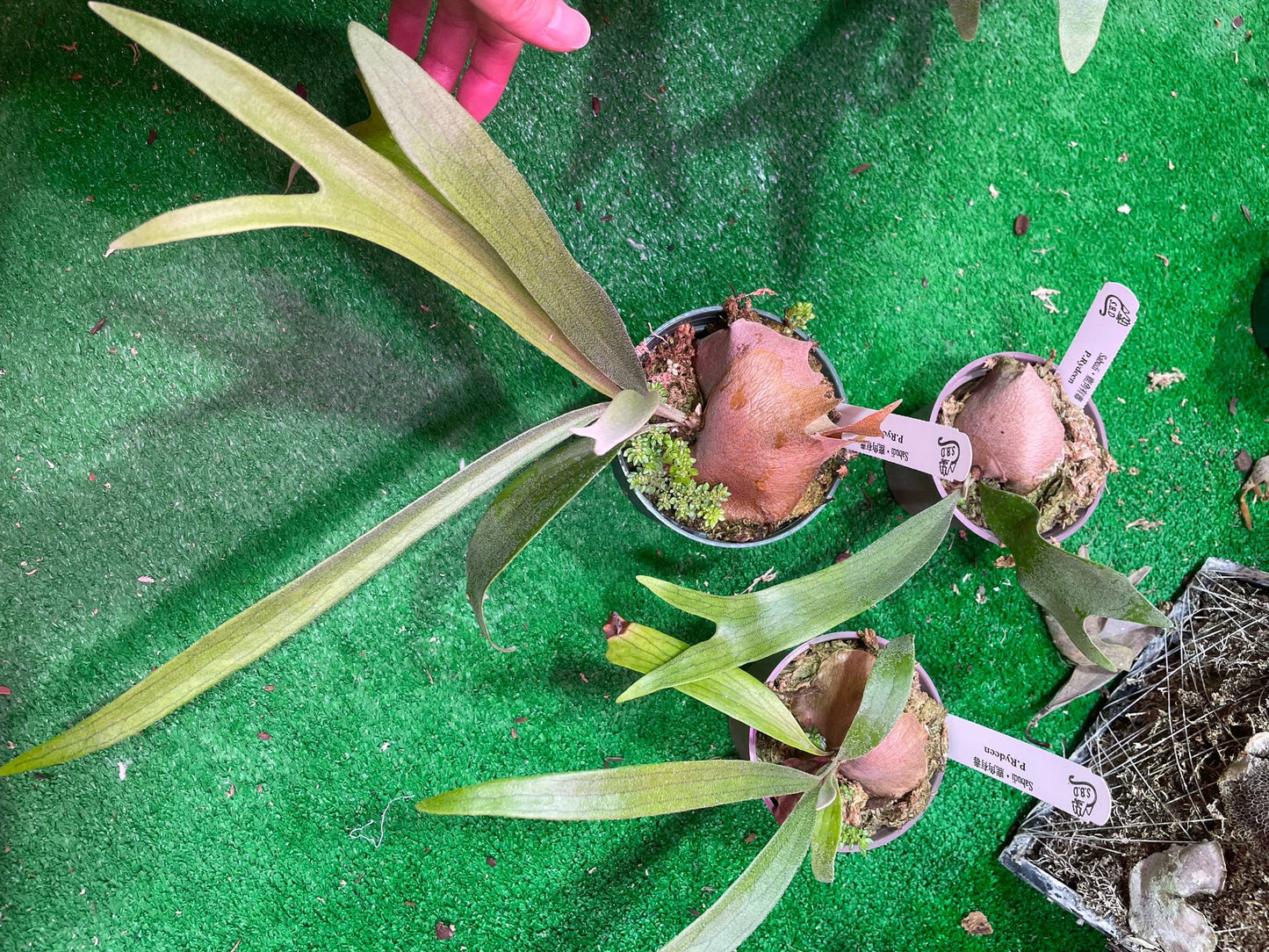 Platycerium Rydeen pup