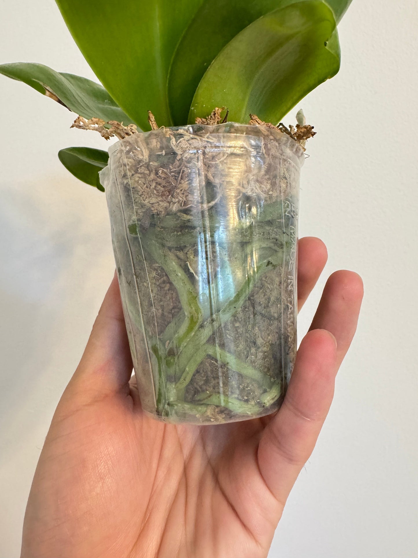 Phal. Mituo Golden Solar