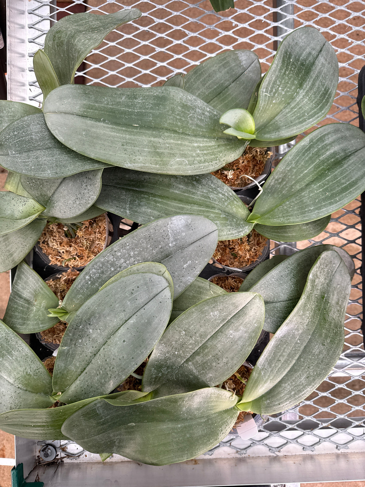 Phalaenopsis (gigantea x stuartiana)