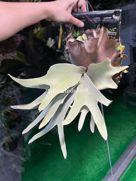 Platycerium Woot#9 spore select pup