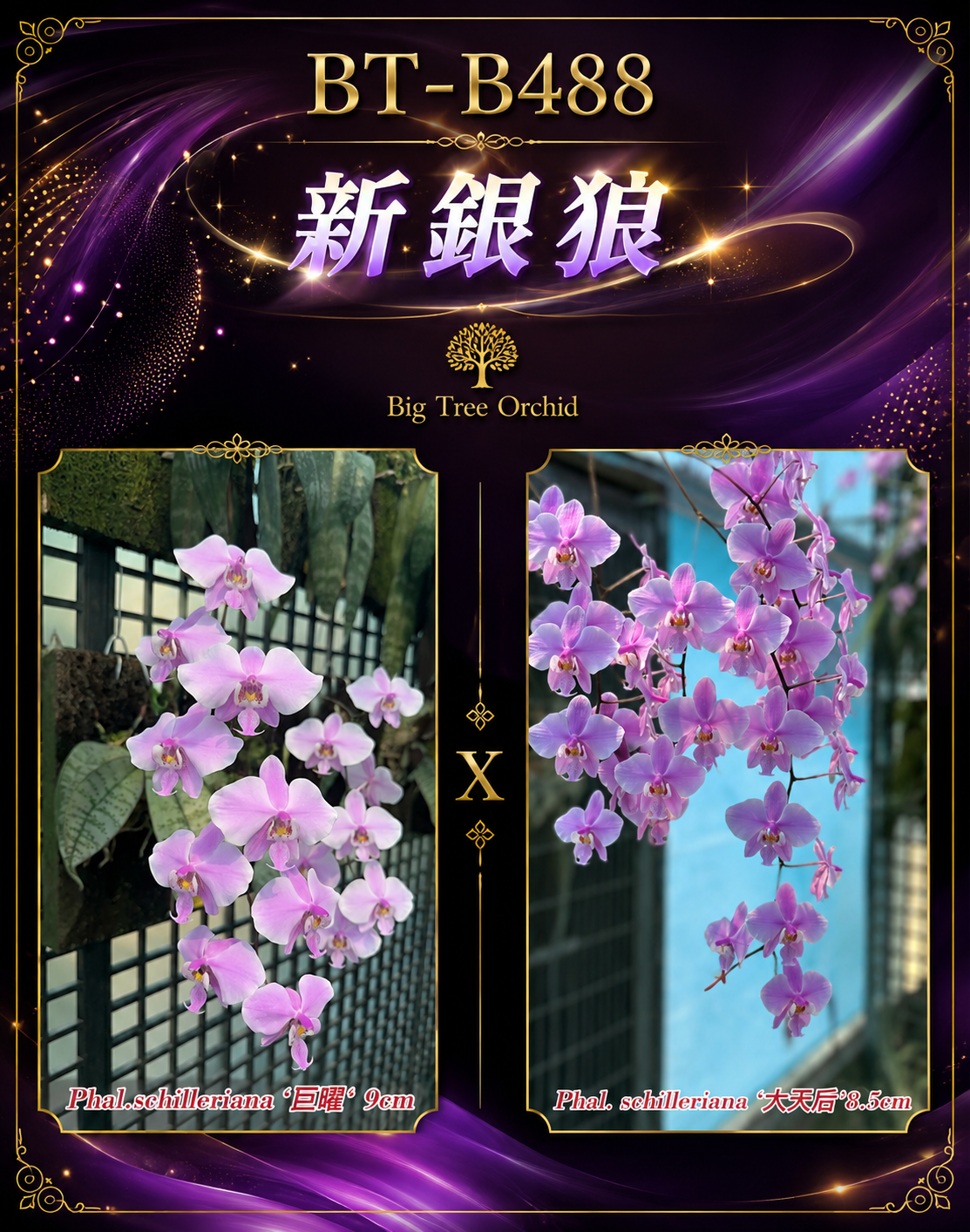 Phalaenopsis schilleriana (巨耀 9cm x 大天后 8.5cm)