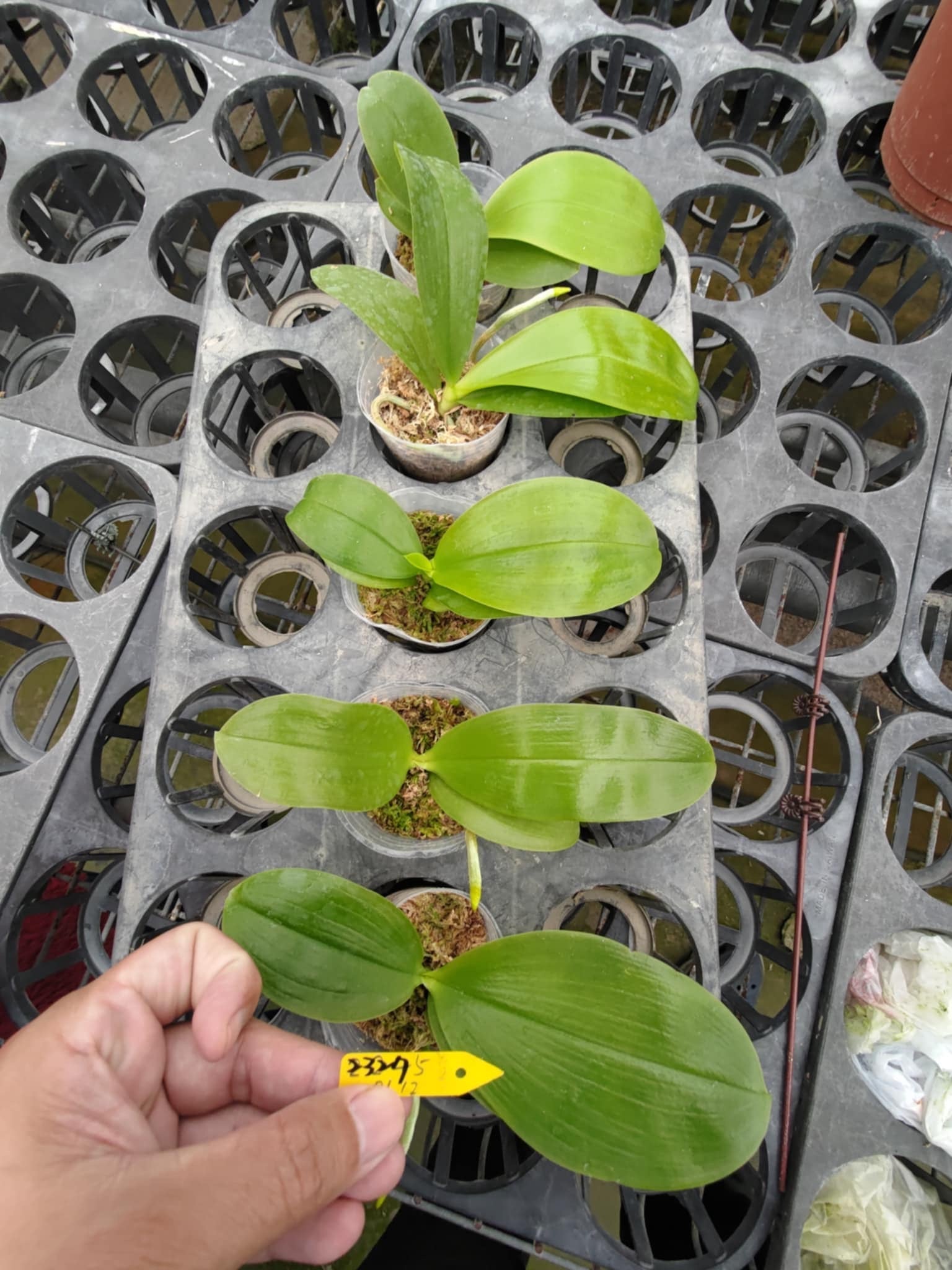 HCorchids